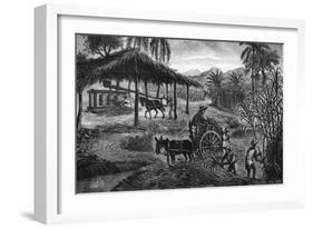 West Indies Sugar Plantation-R. Henkel-Framed Art Print