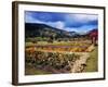 West Indies-Eliot Elisofon-Framed Photographic Print