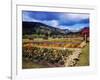 West Indies-Eliot Elisofon-Framed Photographic Print