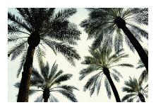 Palm Two-West-Giclee Print