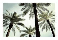 Palm Two-West-Giclee Print
