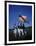 West Point Cadets Carrying US Flag-Dmitri Kessel-Framed Photographic Print