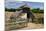 West Stow Country Park and Anglo-Saxon Village, Bury St Edmunds, Suffolk-Peter Thompson-Mounted Photographic Print