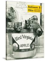 West Virginia Apples-null-Stretched Canvas