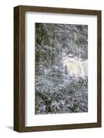 West Virginia, Blackwater Falls State Park. Blackwater Falls in Winter-Jaynes Gallery-Framed Photographic Print