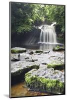 Westburton Waterfall, Westburton, Yorkshire Dales, Yorkshire, England, United Kingdom, Europe-Markus Lange-Mounted Photographic Print