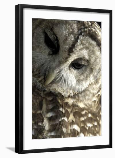 Westchester County, New York, USA Captive Barred Owl.-Karen Ann Sullivan-Framed Photographic Print