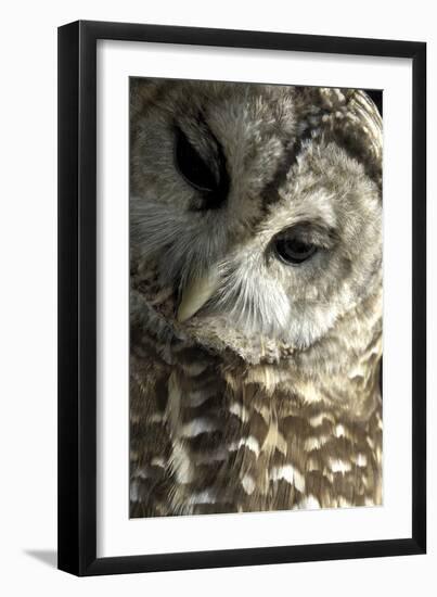 Westchester County, New York, USA Captive Barred Owl.-Karen Ann Sullivan-Framed Photographic Print