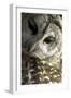 Westchester County, New York, USA Captive Barred Owl.-Karen Ann Sullivan-Framed Photographic Print