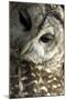 Westchester County, New York, USA Captive Barred Owl.-Karen Ann Sullivan-Mounted Photographic Print