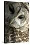 Westchester County, New York, USA Captive Barred Owl.-Karen Ann Sullivan-Stretched Canvas