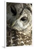 Westchester County, New York, USA Captive Barred Owl.-Karen Ann Sullivan-Framed Photographic Print