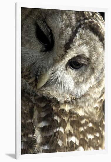 Westchester County, New York, USA Captive Barred Owl.-Karen Ann Sullivan-Framed Photographic Print