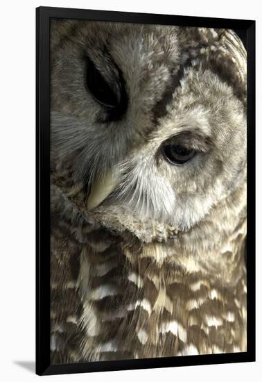 Westchester County, New York, USA Captive Barred Owl.-Karen Ann Sullivan-Framed Photographic Print