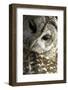 Westchester County, New York, USA Captive Barred Owl.-Karen Ann Sullivan-Framed Photographic Print