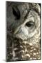 Westchester County, New York, USA Captive Barred Owl.-Karen Ann Sullivan-Mounted Photographic Print