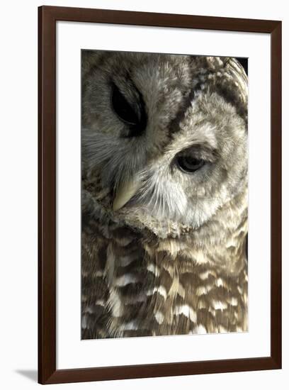 Westchester County, New York, USA Captive Barred Owl.-Karen Ann Sullivan-Framed Photographic Print