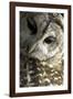 Westchester County, New York, USA Captive Barred Owl.-Karen Ann Sullivan-Framed Photographic Print