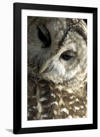 Westchester County, New York, USA Captive Barred Owl.-Karen Ann Sullivan-Framed Photographic Print