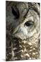 Westchester County, New York, USA Captive Barred Owl.-Karen Ann Sullivan-Mounted Photographic Print