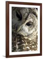 Westchester County, New York, USA Captive Barred Owl.-Karen Ann Sullivan-Framed Photographic Print