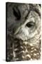 Westchester County, New York, USA Captive Barred Owl.-Karen Ann Sullivan-Stretched Canvas