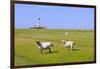 Westerhever Lighthouse, North Sea, Schleswig-Holstein, Westerheversand, Wadden Sea-Herbert Kehrer-Framed Photographic Print