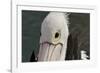 Western Australia, Albany, Oyster Harbour. Australian Pelican-Cindy Miller Hopkins-Framed Photographic Print