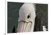 Western Australia, Albany, Oyster Harbour. Australian Pelican-Cindy Miller Hopkins-Framed Photographic Print