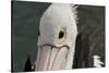 Western Australia, Albany, Oyster Harbour. Australian Pelican-Cindy Miller Hopkins-Stretched Canvas