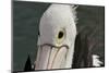 Western Australia, Albany, Oyster Harbour. Australian Pelican-Cindy Miller Hopkins-Mounted Photographic Print