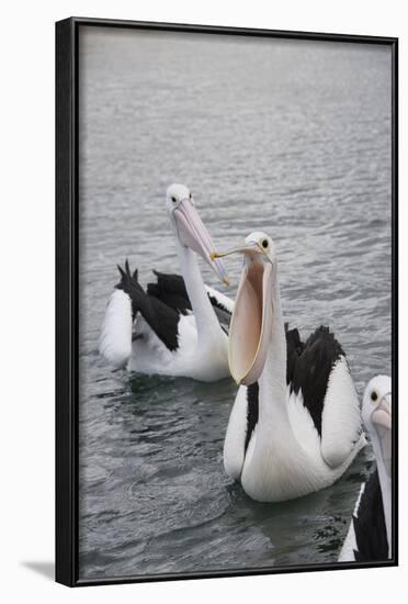 Western Australia, Albany, Oyster Harbour. Australian Pelicans-Cindy Miller Hopkins-Framed Photographic Print