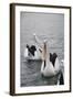 Western Australia, Albany, Oyster Harbour. Australian Pelicans-Cindy Miller Hopkins-Framed Photographic Print