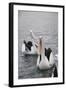 Western Australia, Albany, Oyster Harbour. Australian Pelicans-Cindy Miller Hopkins-Framed Photographic Print