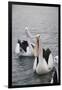 Western Australia, Albany, Oyster Harbour. Australian Pelicans-Cindy Miller Hopkins-Framed Photographic Print