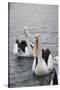 Western Australia, Albany, Oyster Harbour. Australian Pelicans-Cindy Miller Hopkins-Stretched Canvas