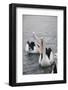 Western Australia, Albany, Oyster Harbour. Australian Pelicans-Cindy Miller Hopkins-Framed Photographic Print