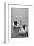 Western Australia, Albany, Oyster Harbour. Australian Pelicans-Cindy Miller Hopkins-Framed Photographic Print