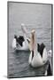 Western Australia, Albany, Oyster Harbour. Australian Pelicans-Cindy Miller Hopkins-Mounted Photographic Print