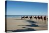 Western Australia, Broome, Cable Beach. Camel Ride on Cable Beach-Cindy Miller Hopkins-Stretched Canvas