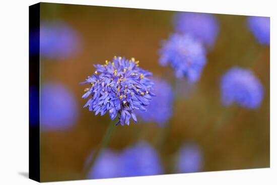 Western Australia Native Cornflower-null-Stretched Canvas