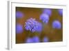 Western Australia Native Cornflower-null-Framed Photographic Print