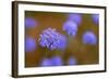 Western Australia Native Cornflower-null-Framed Photographic Print