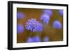 Western Australia Native Cornflower-null-Framed Photographic Print