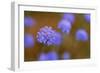 Western Australia Native Cornflower-null-Framed Photographic Print