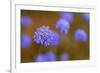 Western Australia Native Cornflower-null-Framed Photographic Print