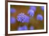 Western Australia Native Cornflower-null-Framed Photographic Print