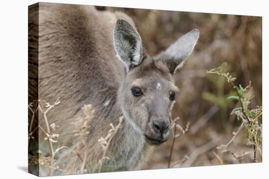 Western Australia, Perth, Yanchep National Park. Western Gray Kangaroo Close Up-Cindy Miller Hopkins-Stretched Canvas