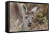 Western Australia, Perth, Yanchep National Park. Western Gray Kangaroo Close Up-Cindy Miller Hopkins-Framed Stretched Canvas