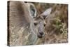 Western Australia, Perth, Yanchep National Park. Western Gray Kangaroo Close Up-Cindy Miller Hopkins-Stretched Canvas